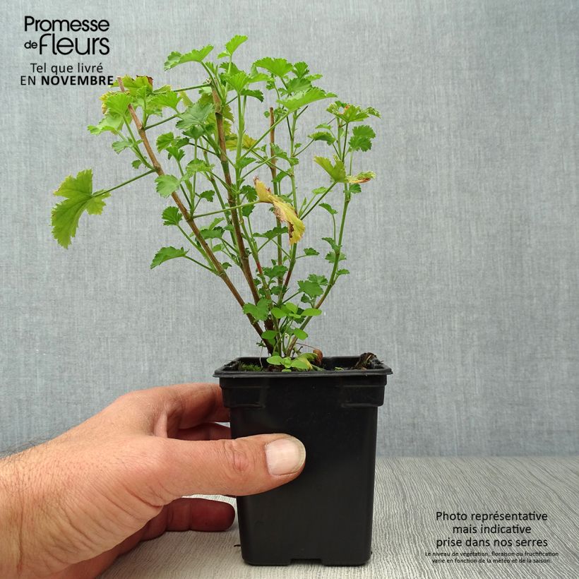 Spécimen de Pelargonium Prince Of Orange - Géranium odorant au parfum d'orange tel que livré en automne