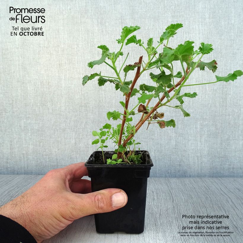Spécimen de Pelargonium Prince Rupert - Géranium odorant au parfum de citron tel que livré en automne