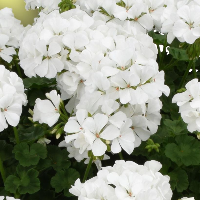 Géranium interspécifique TwoInOne White Mini-mottes  (Floraison)