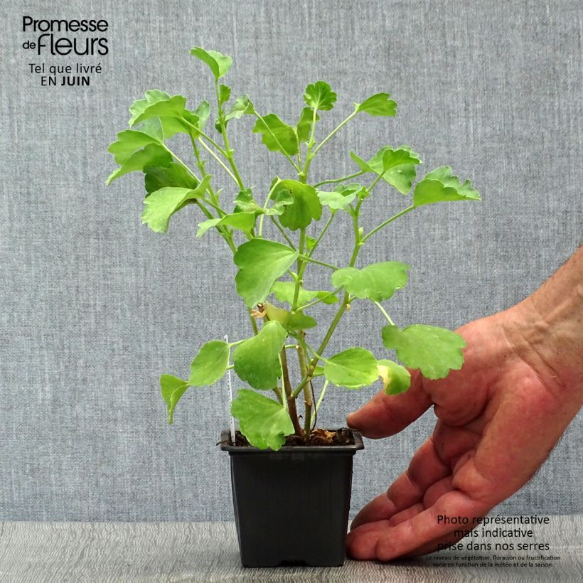 Spécimen de Pelargonium acetosum - Géranium botanique  Godet de 8/9 cm tel que livré en été