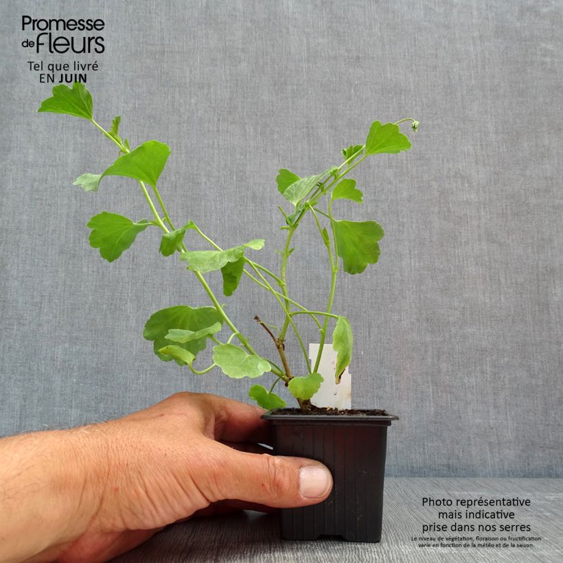 Spécimen de Pelargonium acetosum - Géranium botanique  tel que livré au printemps
