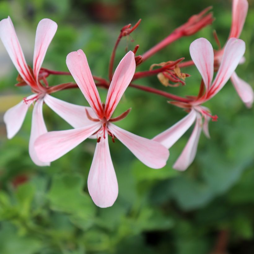 Pelargonium acetosum - Géranium botanique  (Floraison)