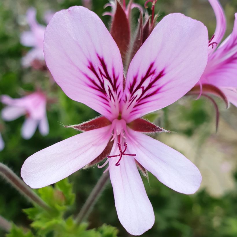 Pelargonium crispum Peach Cream - Géranium d'odeur panaché parfum pêche (Floraison)