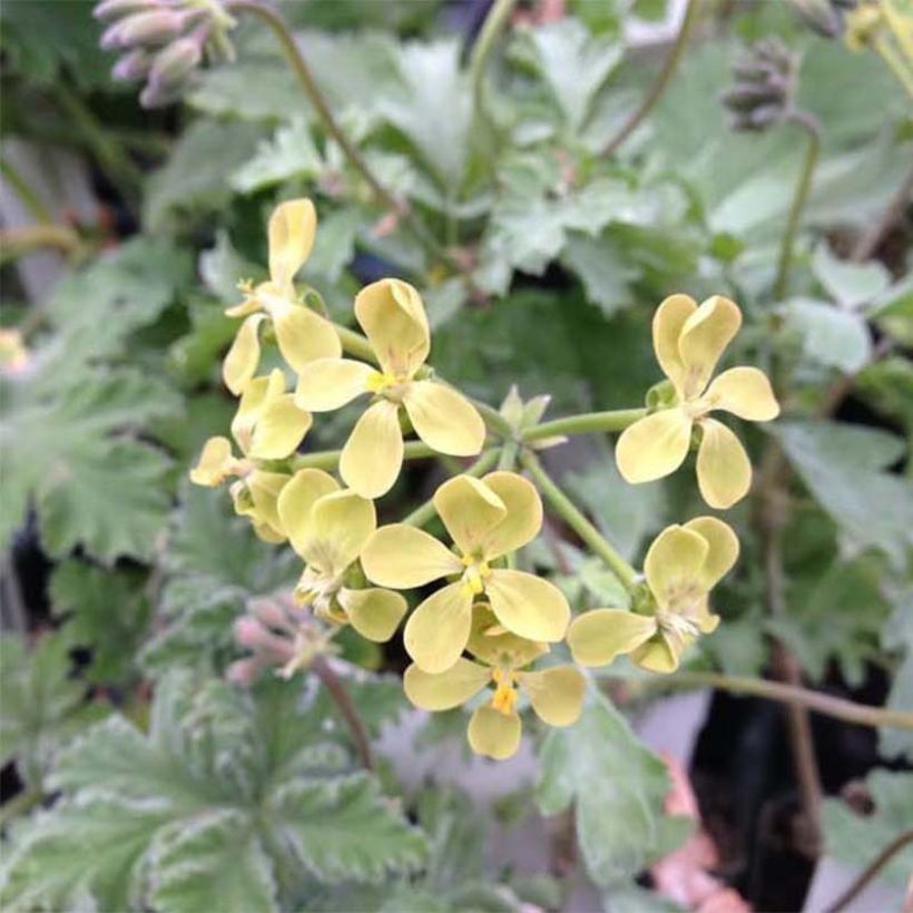 Pélargonium fantaisie Gibbosum - Pélargonium goutteux (Floraison)