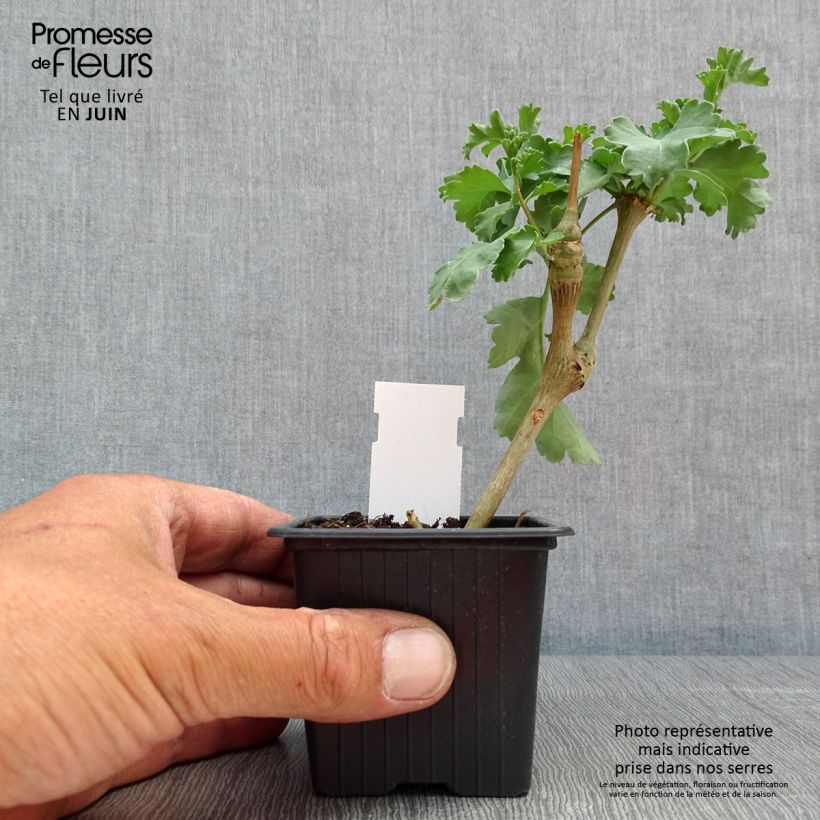 Spécimen de Pélargonium fantaisie Gibbosum - Pélargonium goutteux Godet de 7/8 cm tel que livré au printemps