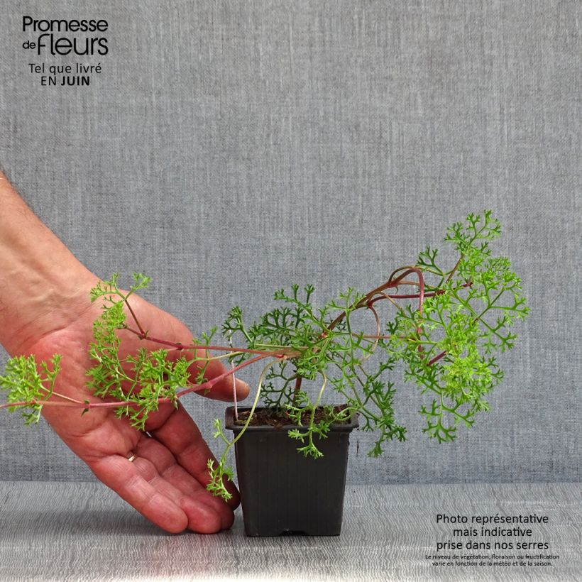 Spécimen de Pelargonium fruticosum - Géranium botanique odorant - Godet de 8/9 cm tel que livré au printemps