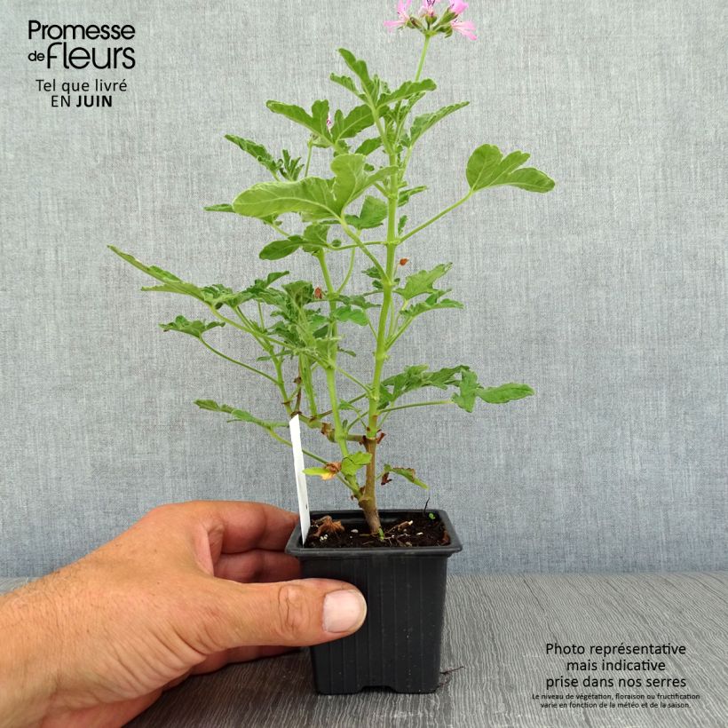 Example of Pelargonium odorant Brunswick - Géranium parfum lavande as you get in ete