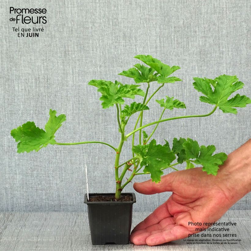 Spécimen de Pelargonium odorant Brunswick - Géranium parfum lavande - Godet de 8/9 cm tel que livré au printemps