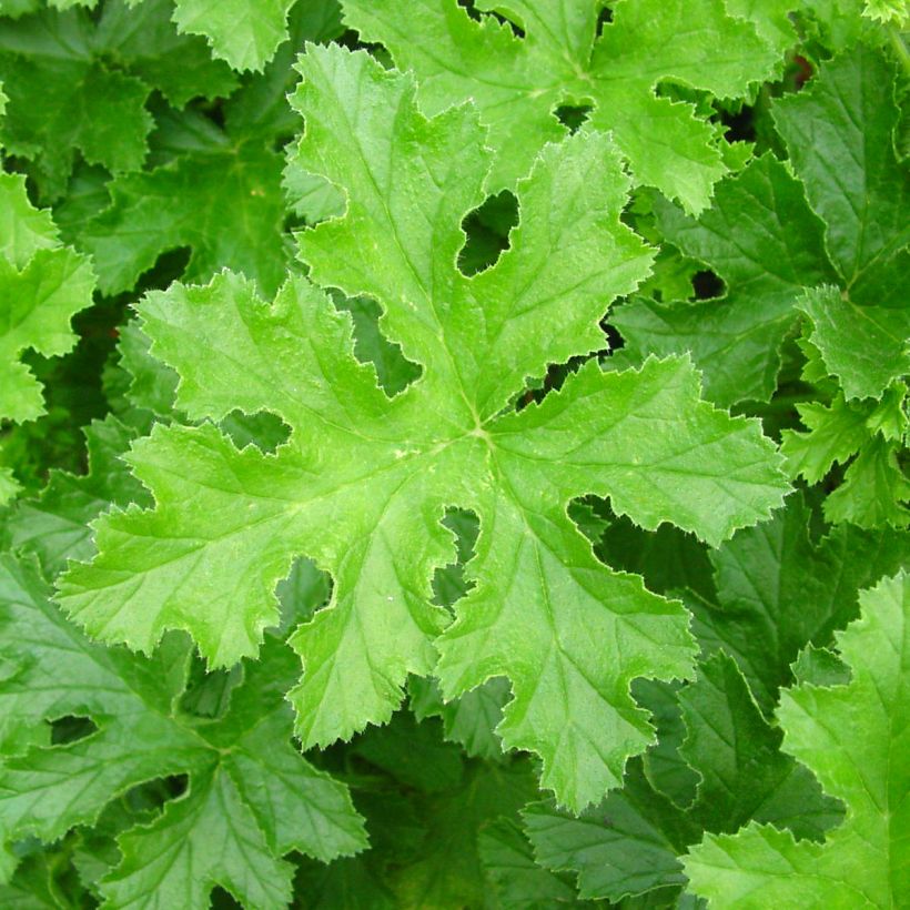 Pelargonium odorant Brunswick - Géranium parfum lavande (Feuillage)