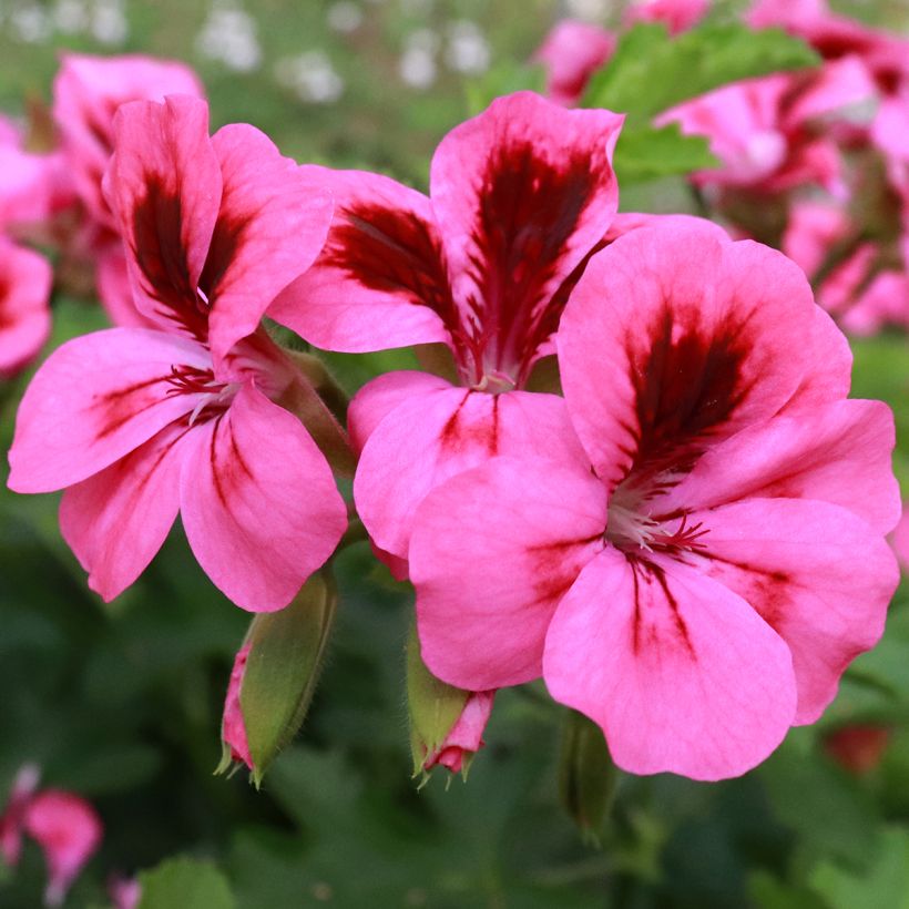 Pelargonium odorant Brunswick - Géranium parfum lavande (Floraison)