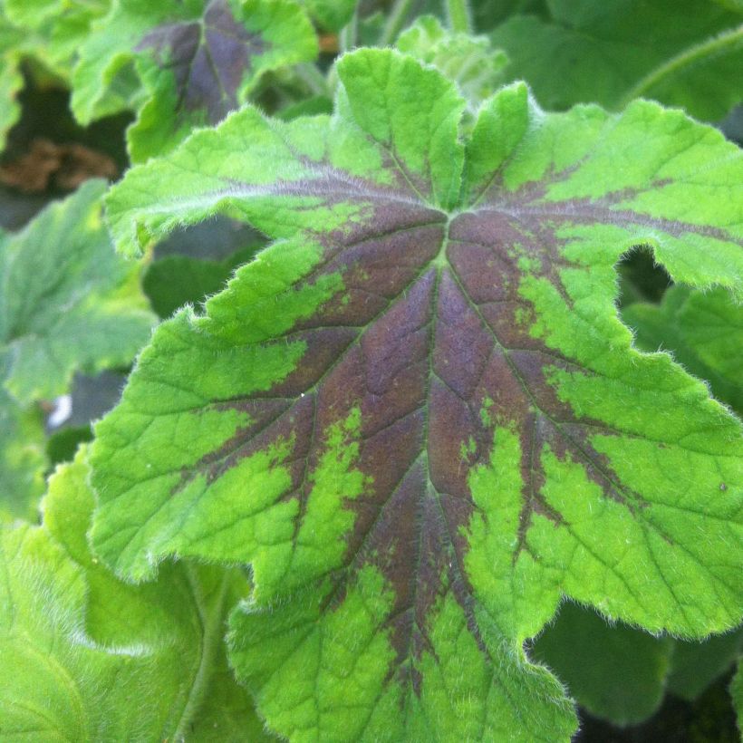 Pélargonium odorant Chocolate - Géranium d'odeur au parfum de menthe (Feuillage)