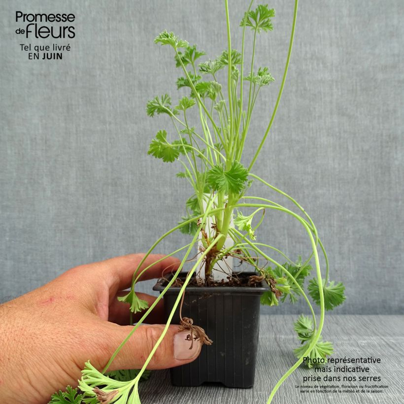 Spécimen de Pelargonium odorant Deerwood Lavender - Géranium parfum lavande - Godet de 8/9 cm tel que livré au printemps