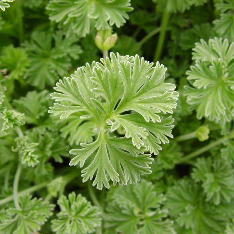 Pelargonium odorant Deerwood Lavender - Géranium parfum lavande (Feuillage)