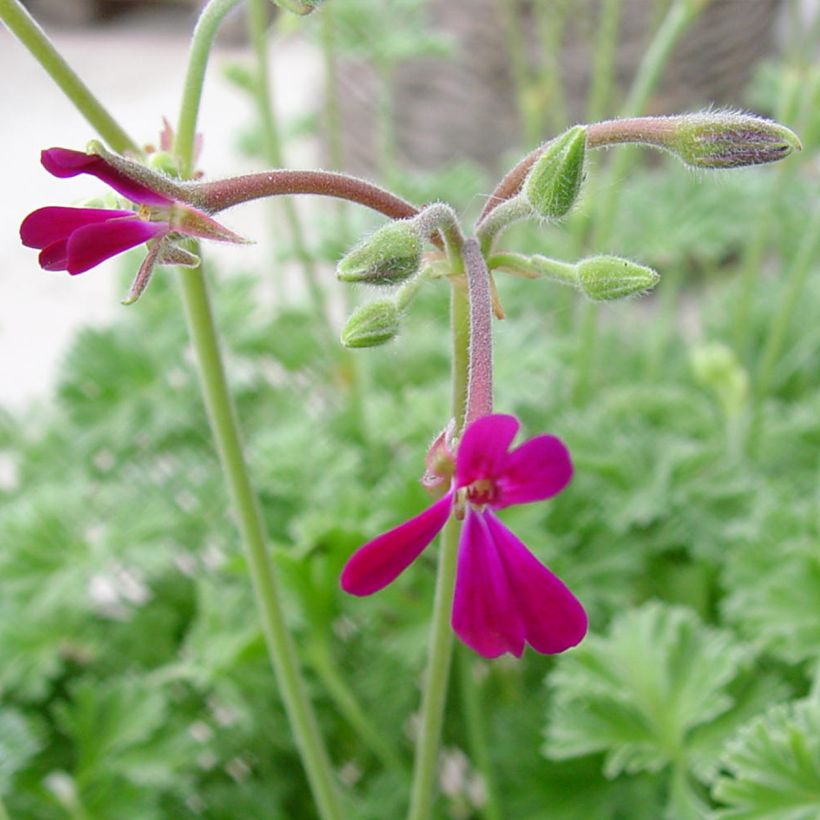 Pelargonium odorant Deerwood Lavender - Géranium parfum lavande (Floraison)