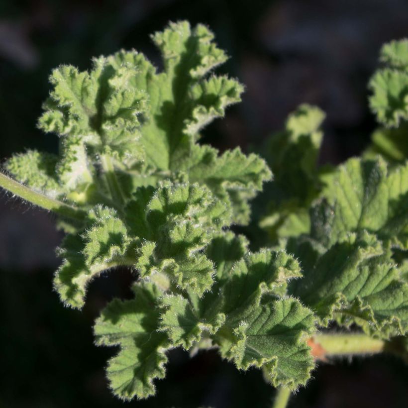 Pélargonium odorant Endsleigh - géranium d'odeur au parfum poivré. (Feuillage)