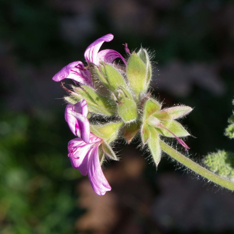 Pélargonium odorant Endsleigh - géranium d'odeur au parfum poivré. (Floraison)