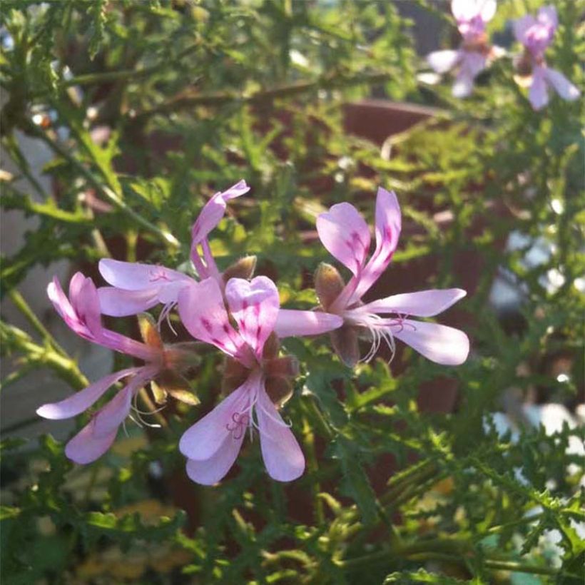 Pélargonium odorant Filicifolium - Géranium d'odeur au parfum épicé. (Floraison)
