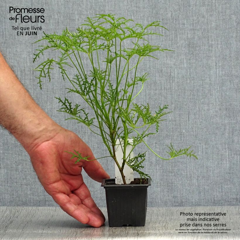 Spécimen de Pélargonium odorant Filicifolium - Géranium d'odeur au parfum épicé. Godet de 7/8 cm tel que livré en été