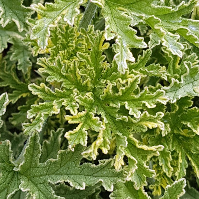 Pelargonium odorant Lady Plymouth - Géranium parfum de rose (Feuillage)