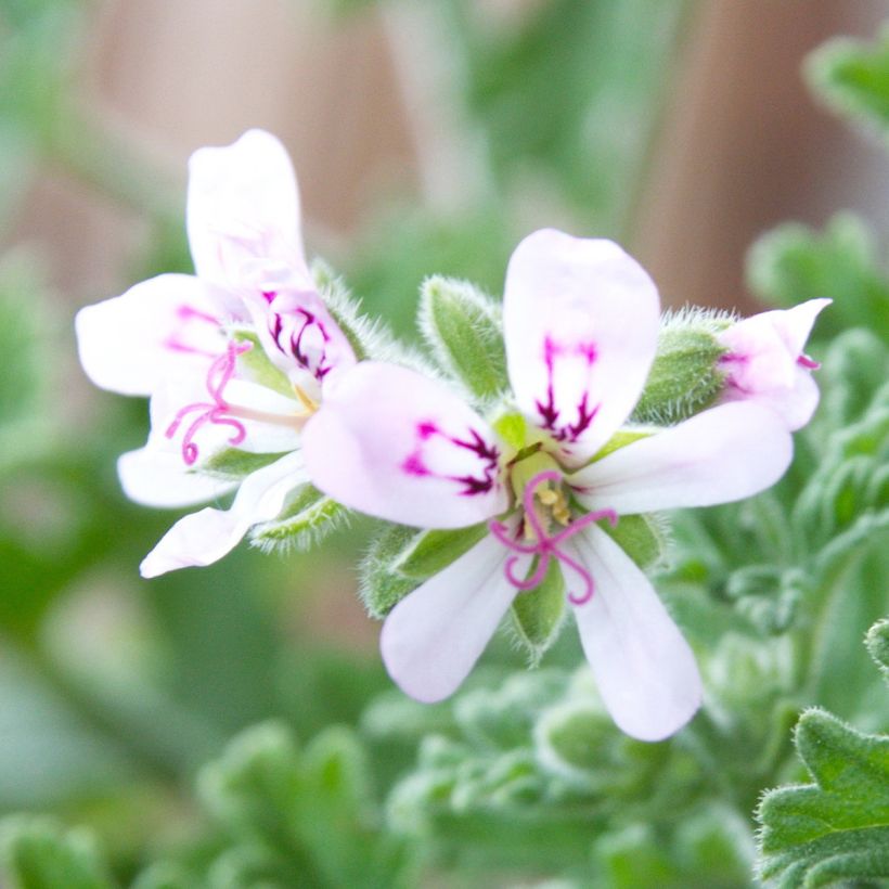 Pelargonium odorant Lady Plymouth - Géranium parfum de rose (Floraison)