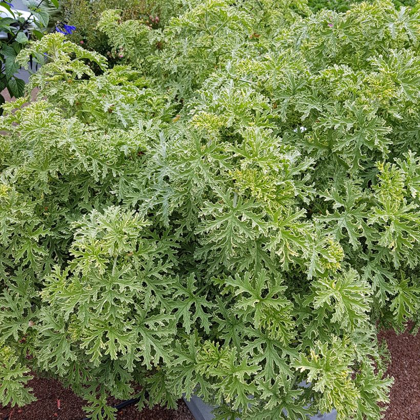 Pelargonium odorant Lady Plymouth - Géranium parfum de rose (Port)