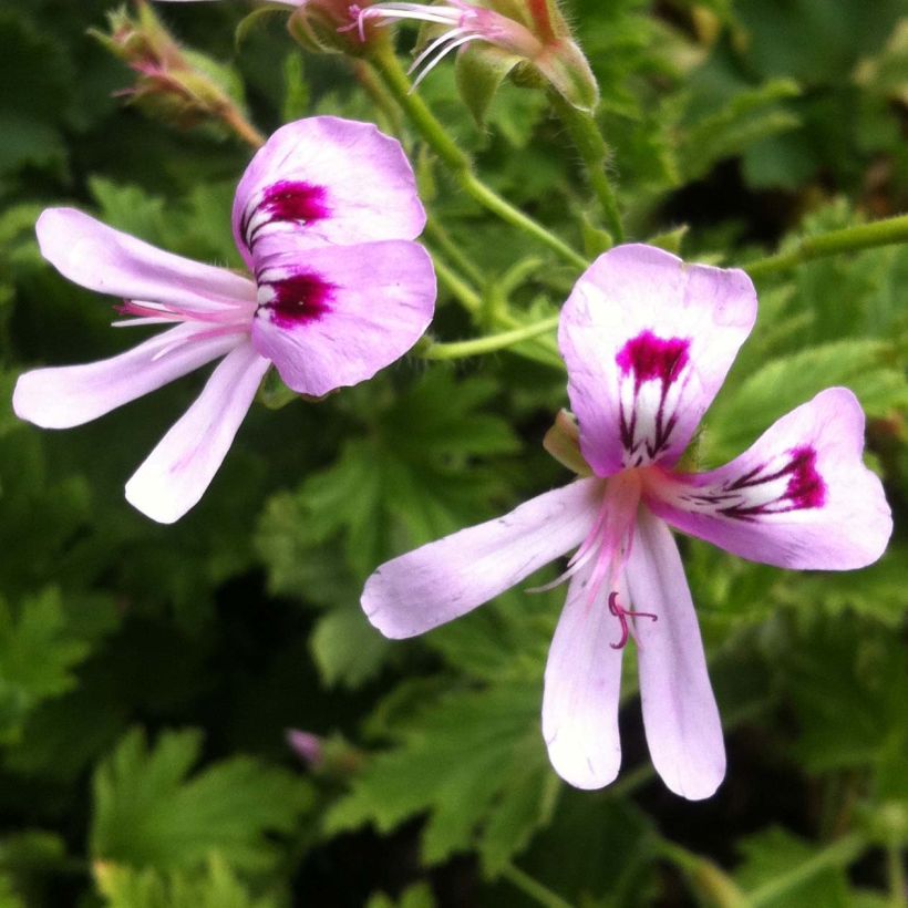 Pélargonium odorant Lemon fancy - Géranium d'odeur au puissant parfum de citronelle. (Floraison)