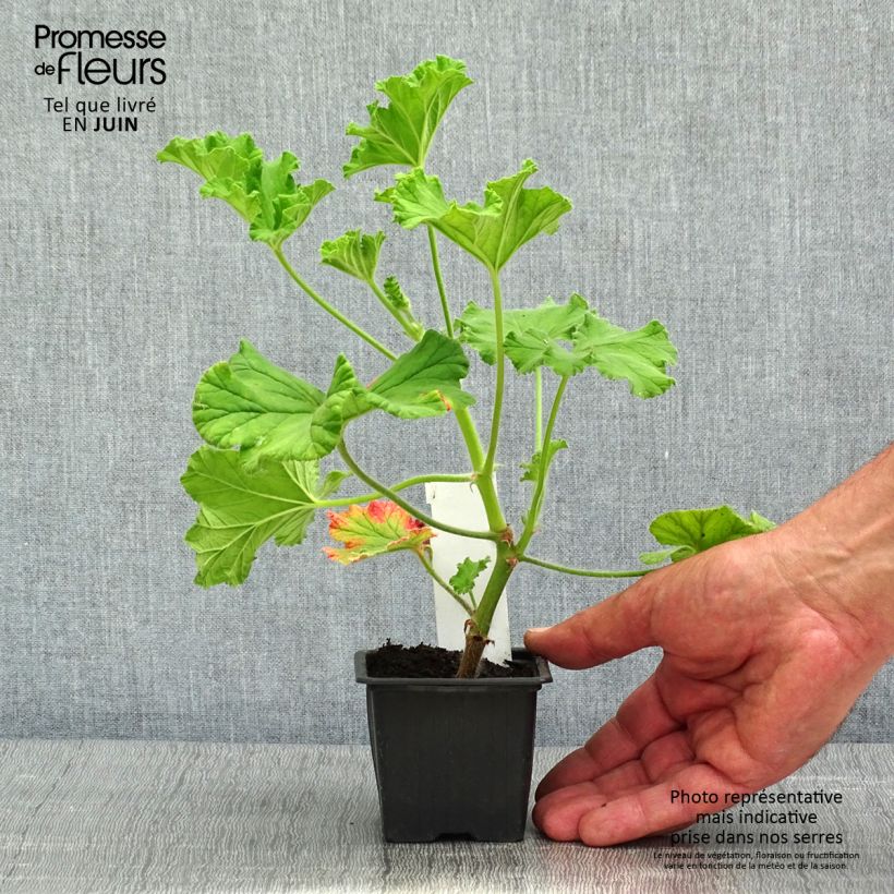 Spécimen de Pelargonium odorant Purple Unique - Géranium parfum fraise - Godet de 8/9 cm tel que livré au printemps