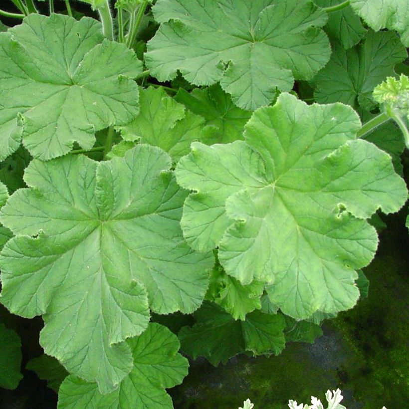 Pelargonium odorant Purple Unique - Géranium parfum fraise (Feuillage)