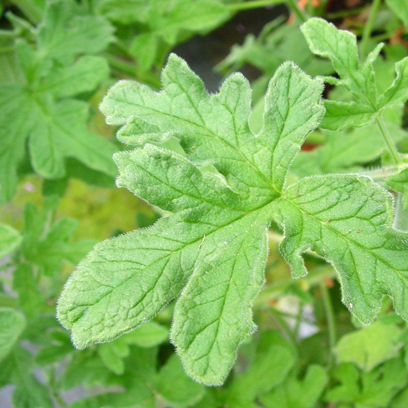 Pelargonium odorant Robert's Lemon Rose - Géranium parfum rose épicée  (Feuillage)