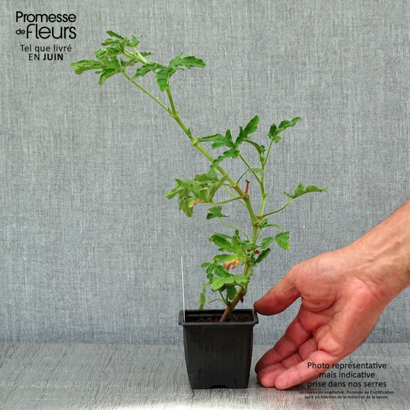 Spécimen de Pelargonium odorant Robert's Lemon Rose - Géranium parfum rose épicée  - Godet de 8/9 cm tel que livré au printemps
