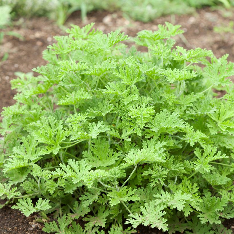 Pelargonium odorant White Graveolens - Géranium à forte odeur (Port)