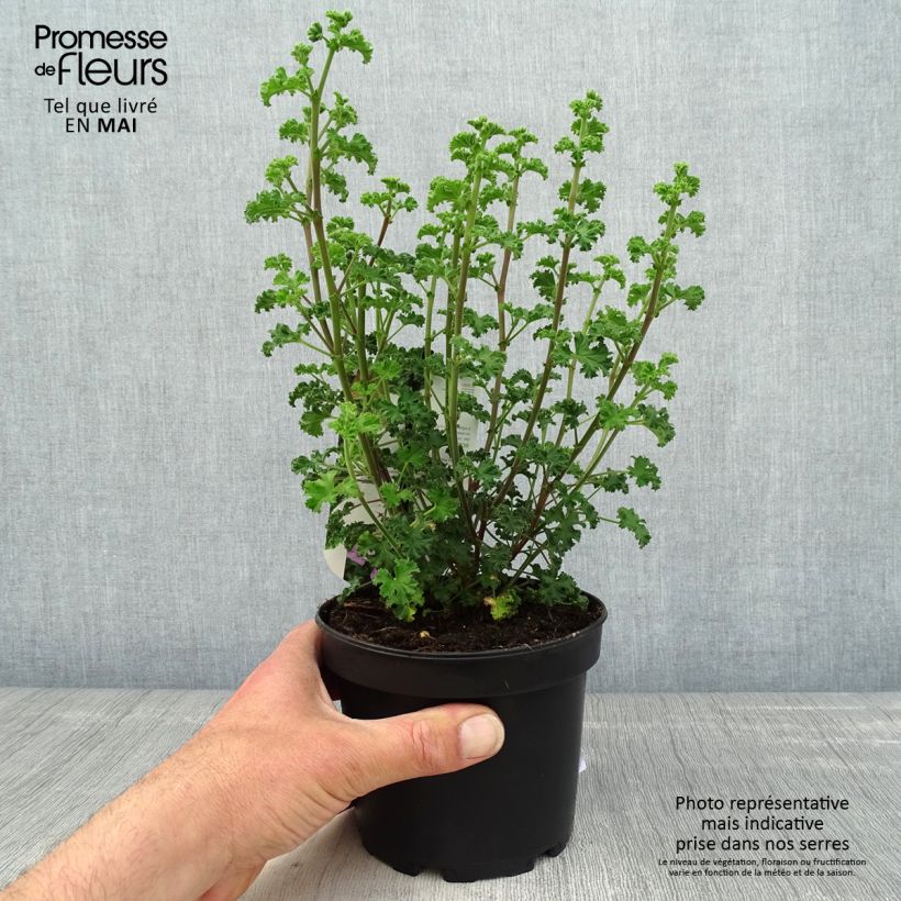 Spécimen de Pelargonium odorant crispum Minor - Géranium parfum citron Pot de 1,5L/2L tel que livré au printemps