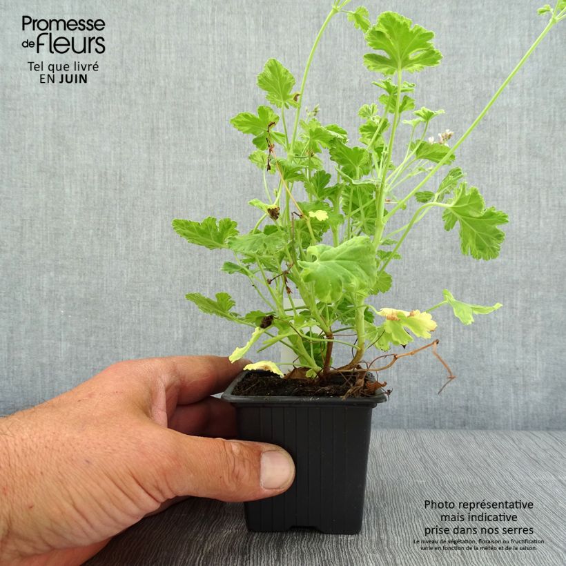 Spécimen de Pelargonium odorant fragrans Variegatum - Géranium parfum pin maritime Godet de 8/9 cm tel que livré en été