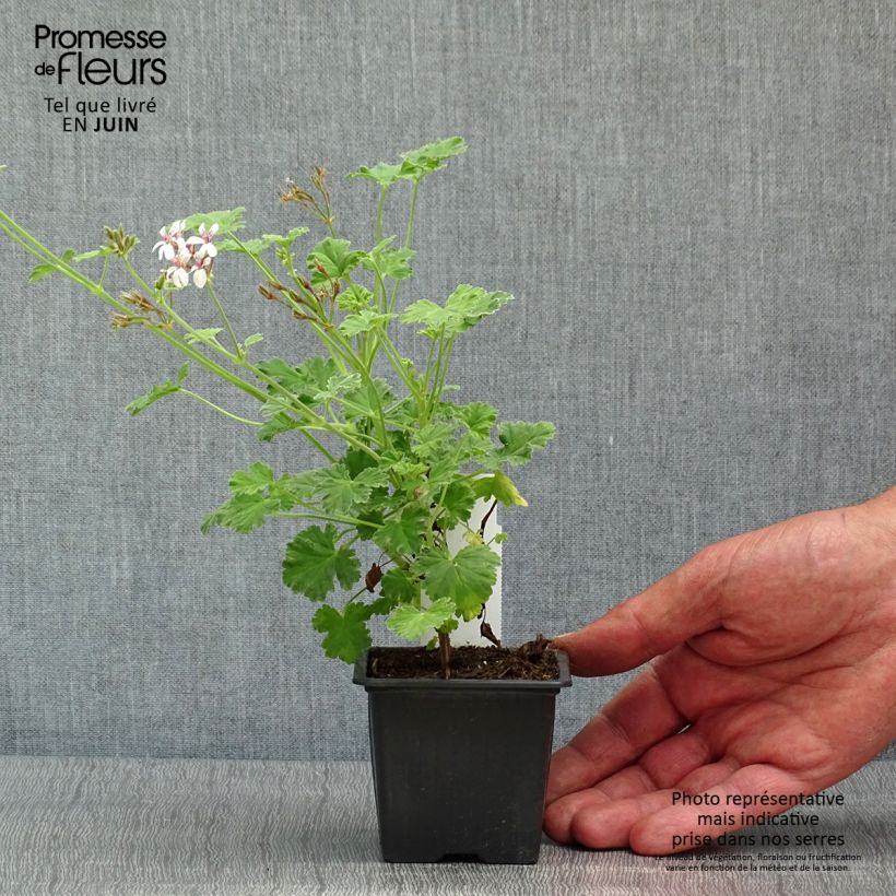 Spécimen de Pelargonium odorant fragrans Variegatum - Géranium parfum pin maritime - Godet de 8/9 cm tel que livré au printemps