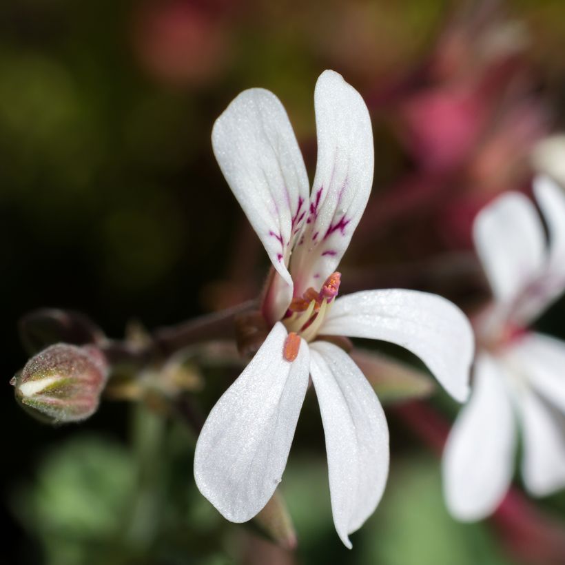 Pelargonium odorant fragrans Variegatum - Géranium parfum pin maritime (Floraison)
