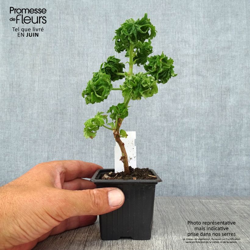 Spécimen de Pelargonium odorant graveolens Bontrosaï - Géranium parfum rose citron tel que livré en ete
