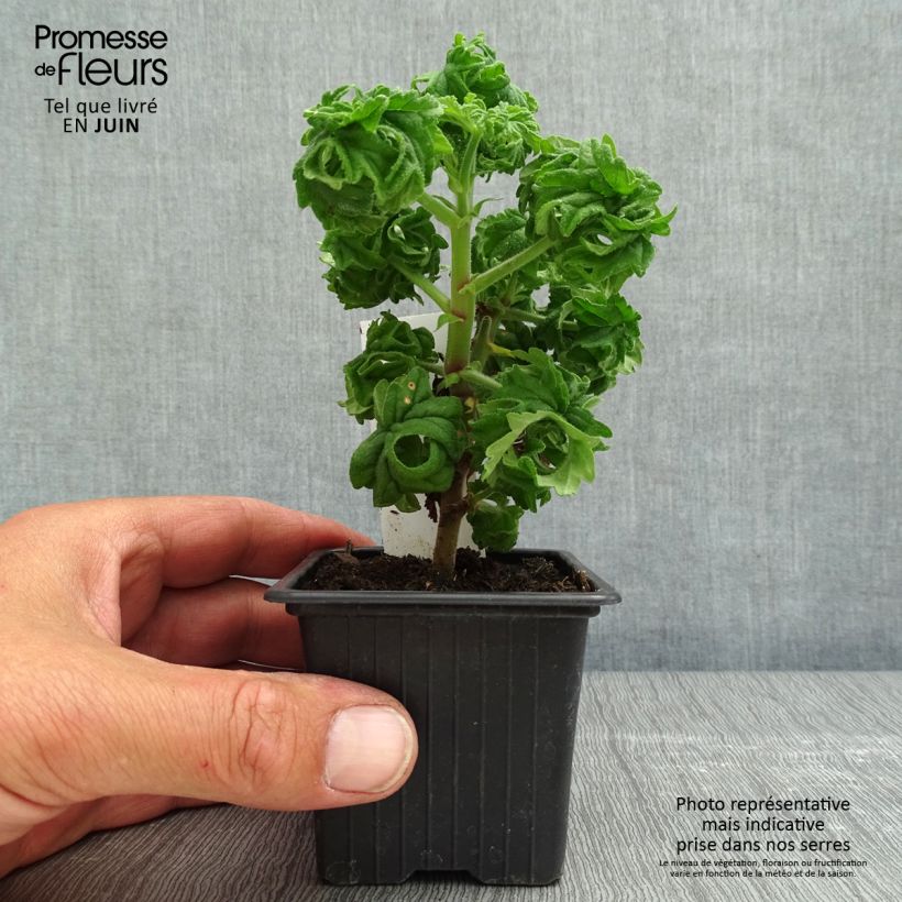 Spécimen de Pelargonium odorant graveolens Bontrosaï - Géranium parfum rose citron - Godet de 8/9 cm tel que livré au printemps