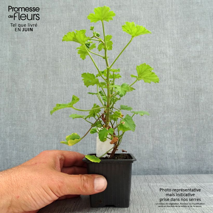 Spécimen de Pelargonium odorant greytonense - Géranium botanique parfum vanille tel que livré en printemps
