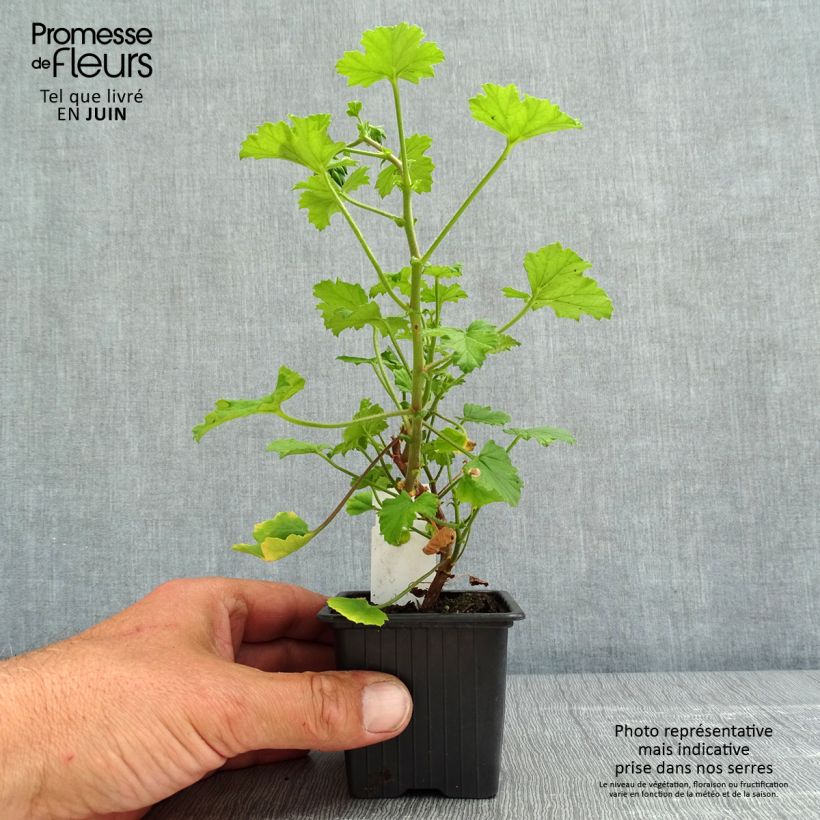 Spécimen de Pelargonium odorant greytonense - Géranium botanique parfum vanille - Godet de 8/9 cm tel que livré au printemps