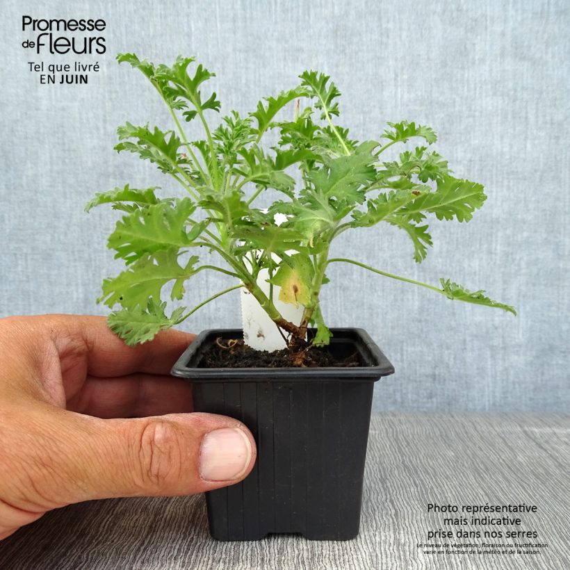 Example of Pelargonium odorant ionidiflorum - Géranium botanique as you get in ete