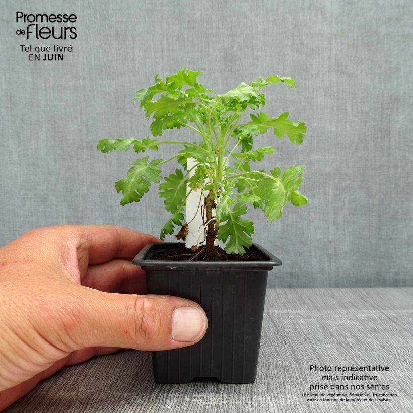Spécimen de Pelargonium odorant ionidiflorum - Géranium botanique tel que livré au printemps