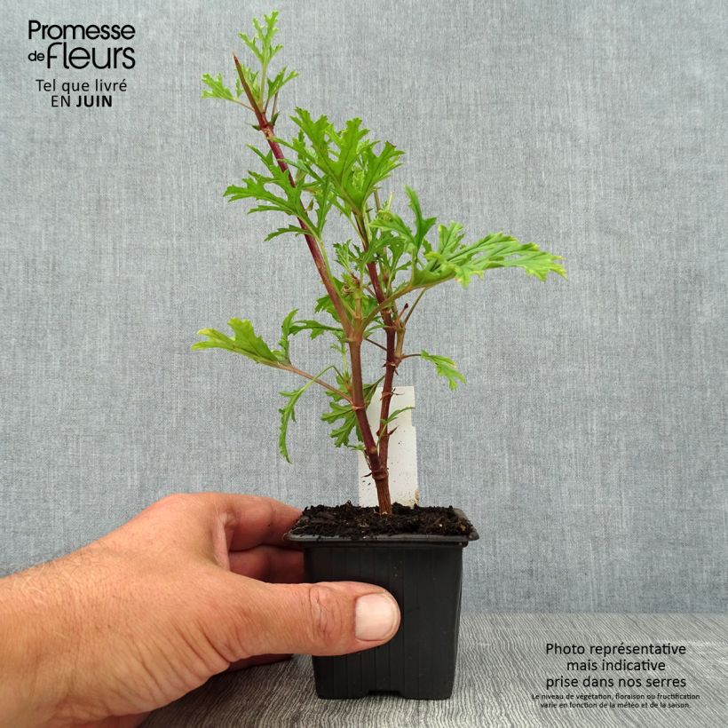 Example of Pelargonium odorant pseudoglutinosum - Géranium botanique parfum balsamique as you get in ete
