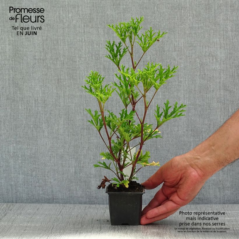 Spécimen de Pelargonium odorant pseudoglutinosum - Géranium botanique parfum balsamique tel que livré au printemps