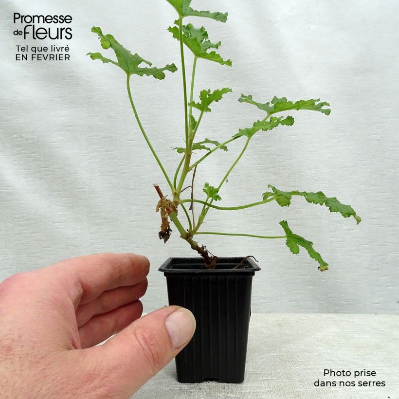 Spécimen de Pélargonium odorant quercifolium - Pélargonium à feuilles de chêne tel que livré en hiver