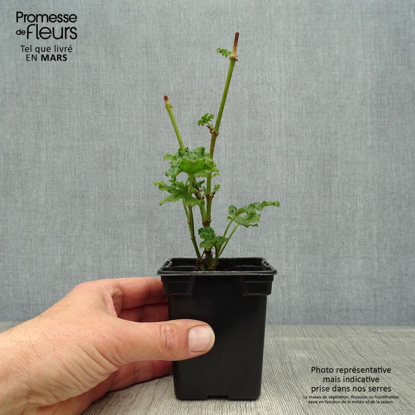 Spécimen de Pélargonium odorant quercifolium - Pélargonium à feuilles de chêne tel que livré au printemps