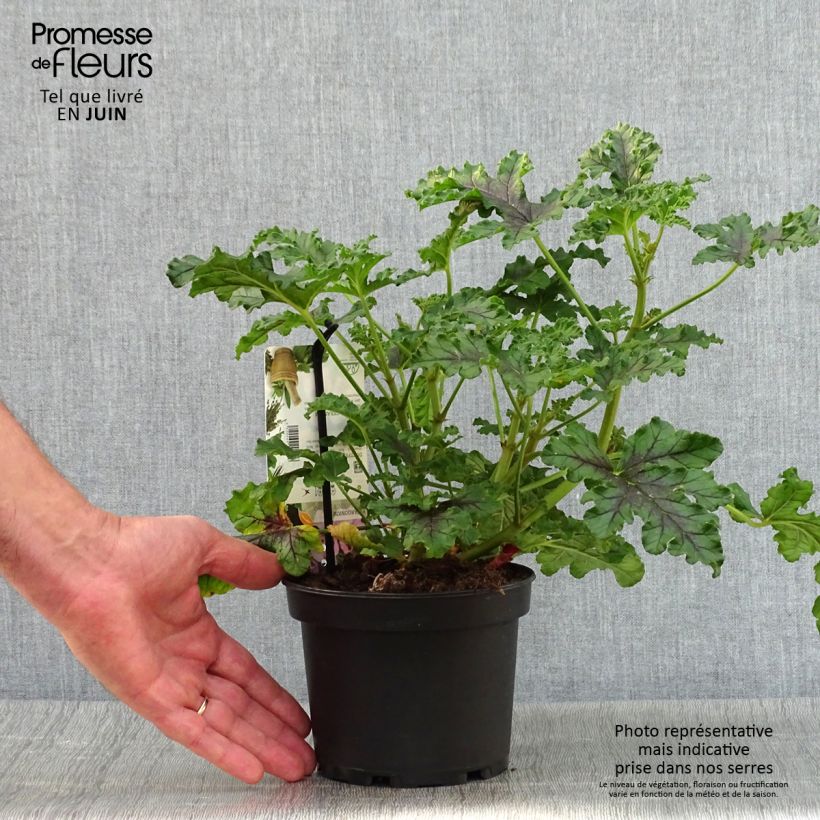 Spécimen de Pelargonium odorant quercifolium Royal Oak - Géranium au parfum balsamique Pot de 1,5L/2L tel que livré en été