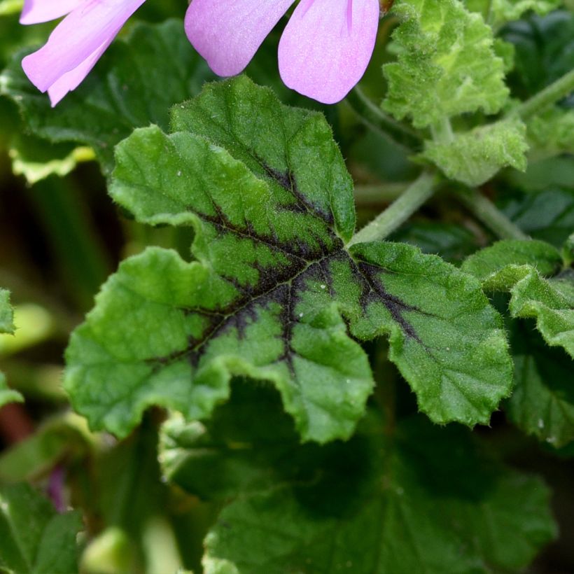 Pelargonium odorant quercifolium Royal Oak - Géranium au parfum balsamique (Feuillage)