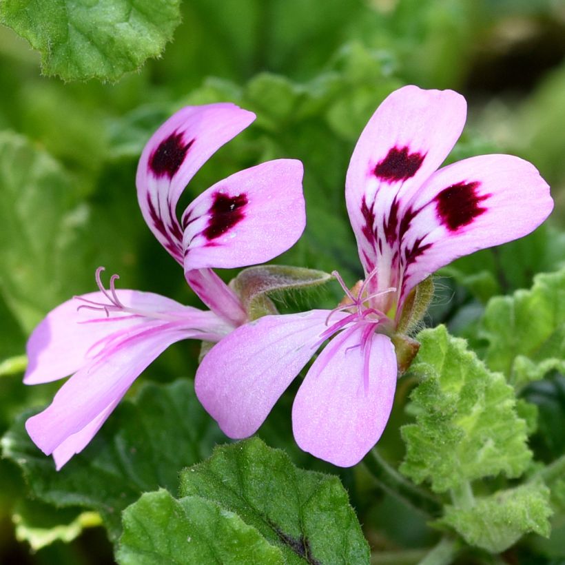 Pelargonium odorant quercifolium Royal Oak - Géranium au parfum balsamique (Floraison)