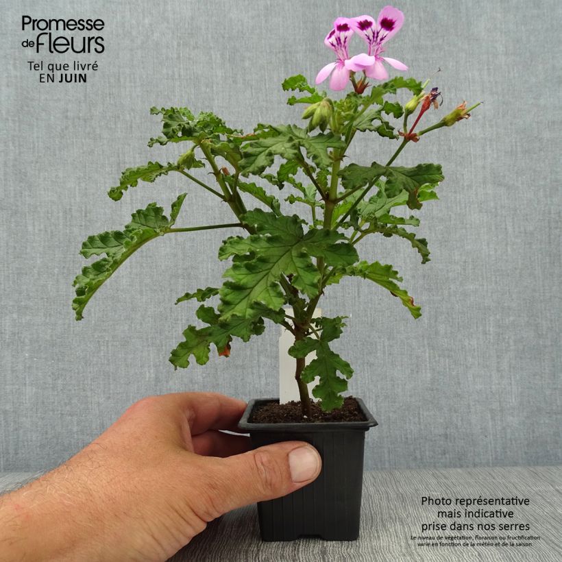 Spécimen de Pelargonium odorant quercifolium Royal Oak - Géranium au parfum balsamique Godet de 8/9 cm tel que livré en été