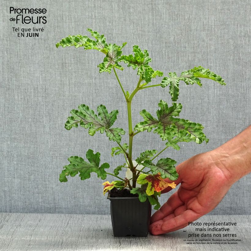 Spécimen de Pelargonium odorant quercifolium Royal Oak - Géranium au parfum balsamique tel que livré au printemps